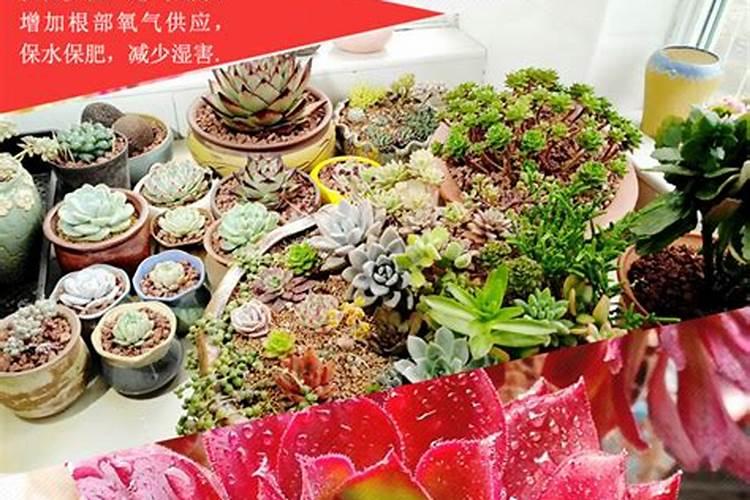 能用磷酸二氢钾喷多肉么,能
