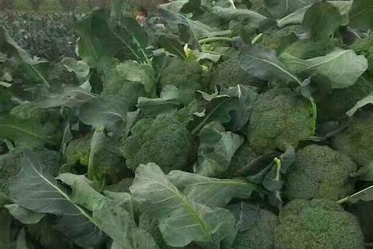 西兰花出现黄化米粒的问题要怎么处理才好