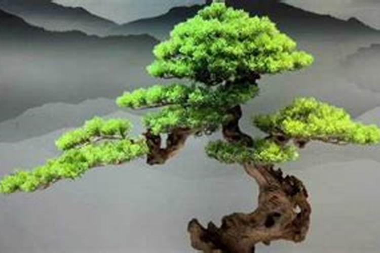小盆景迎客松怎么养