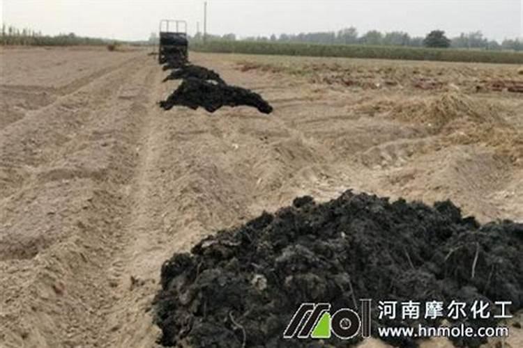 西兰花的栽培方法及注意事项