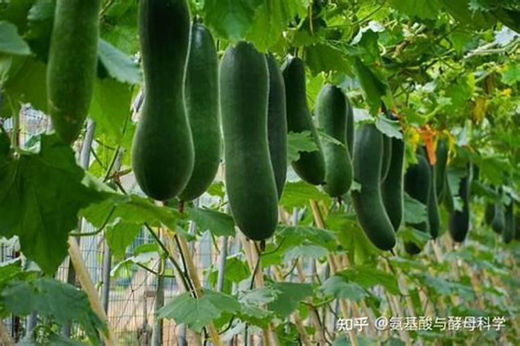 冬瓜最好的肥料是什么？