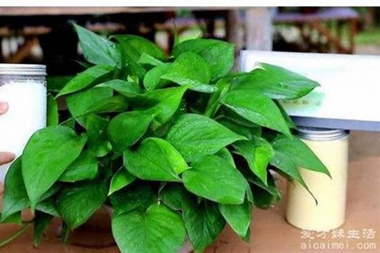 葡萄硼肥什么时候打最好？开花前？还是花期打？