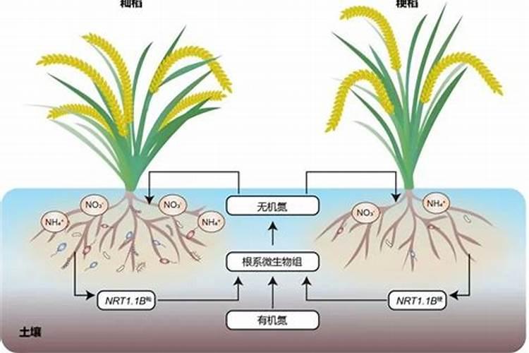哪些植物可用氮肥
