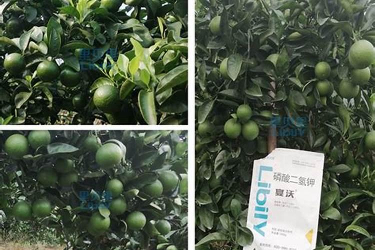 硫酸钾复合肥和硫酸钾型复合肥的区别(硫酸钾复合肥)