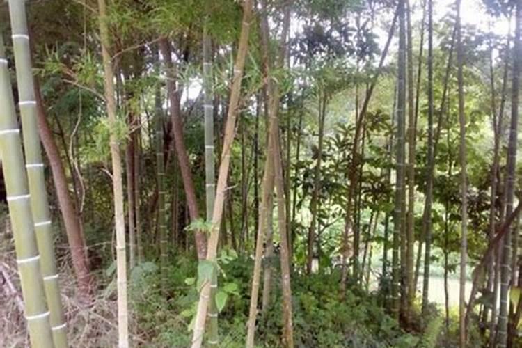 白萝卜种植技术及管理