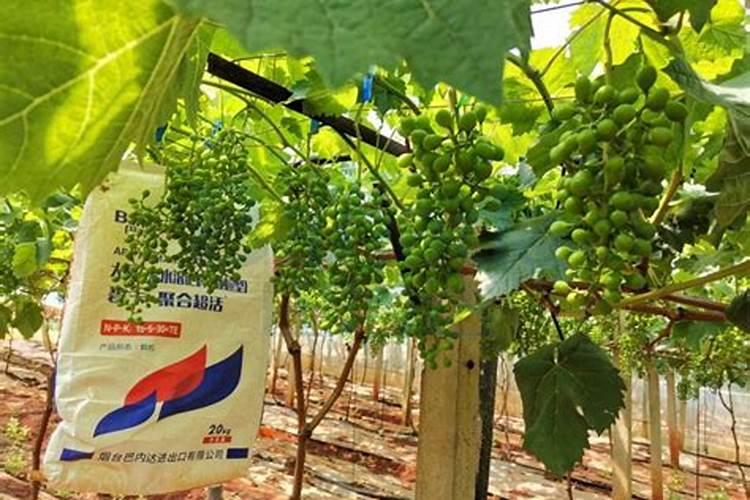 氨基酸水溶肥使用禁忌