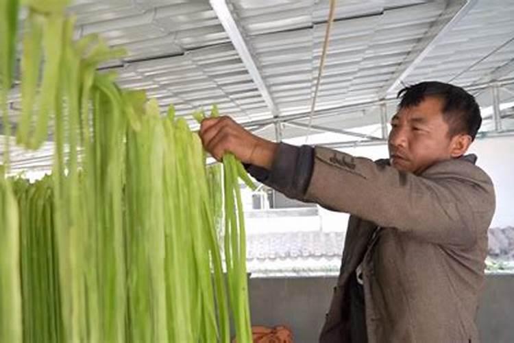 贡菜是什么
