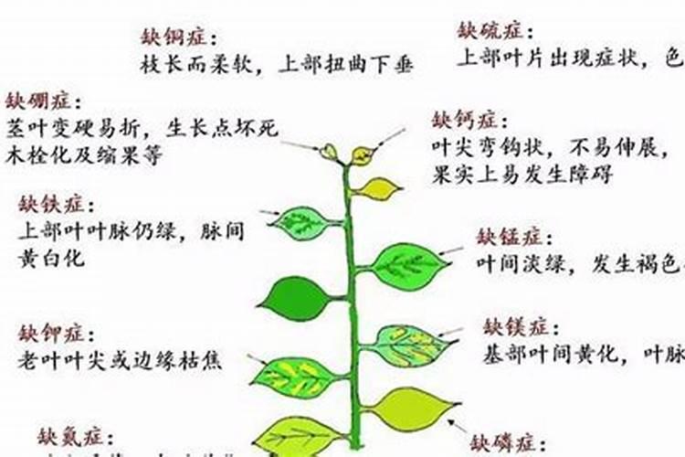 天气多云可不可以打药治灰霉病