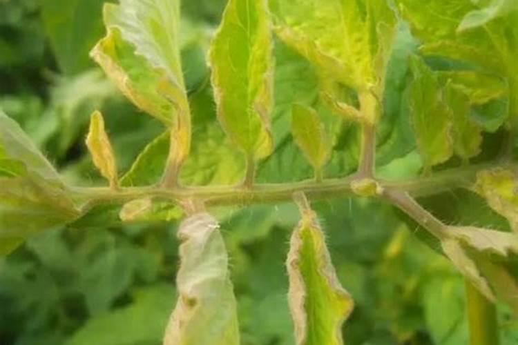 植物磷肥过量叶片特征 对植物生长的影响