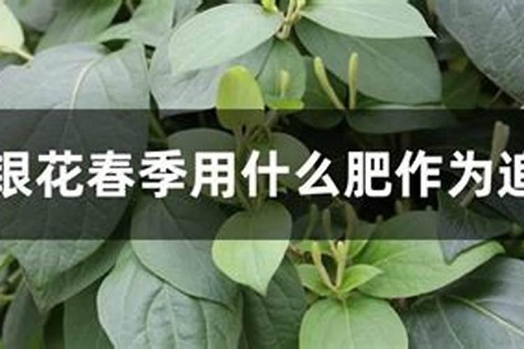 金银花浇什么肥料合适