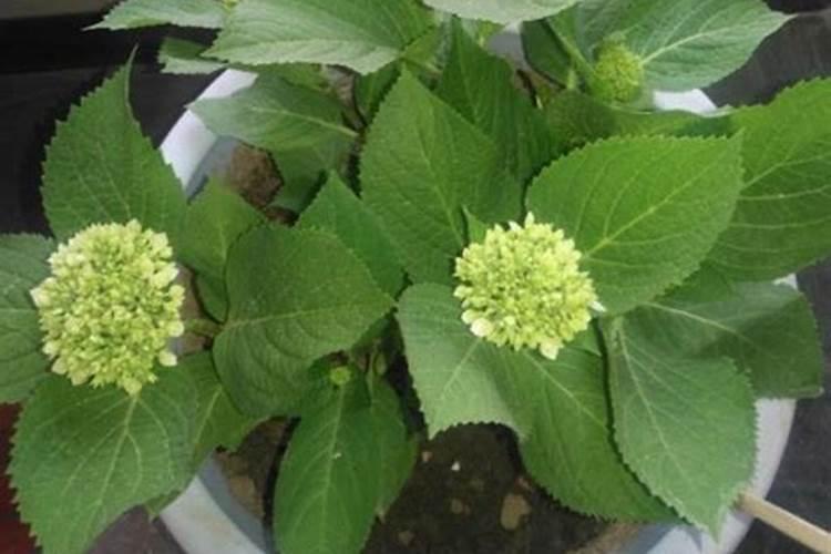 光杆绣球花冒芽了怎么护理？