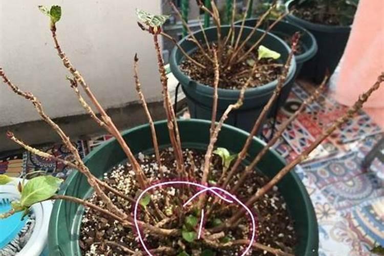 家里的绣球花开始萌芽了,后续该怎么来养护呢？