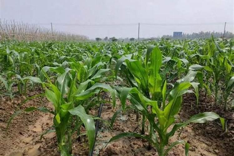 手持礼花枪怎么充气