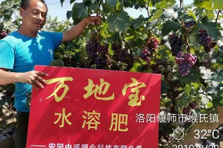 葡萄谢花后施什么肥好