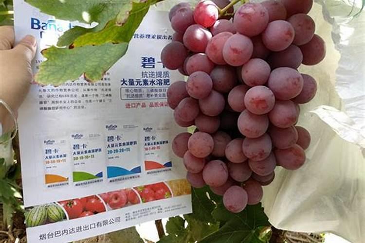 葡萄膨果肥用什么肥最好,葡萄的施肥时间是哪个时候
