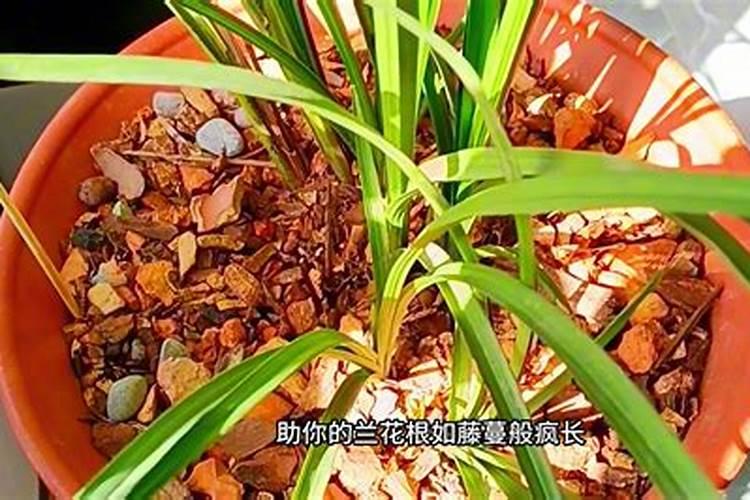 什么肥料对兰花发芽生根开花最好