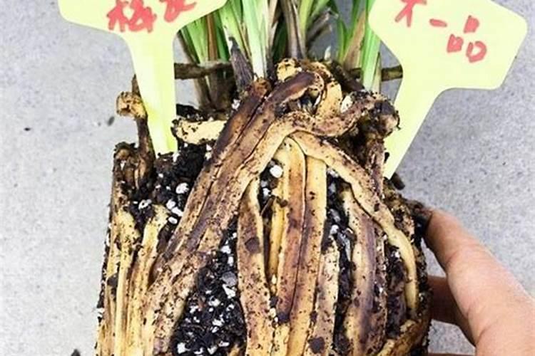 兰花如何促根植株长势旺