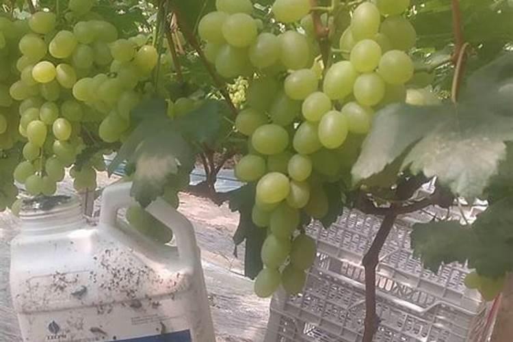 第一年葡萄小苗施什么肥(刚种葡萄苗用什么肥料长得快)