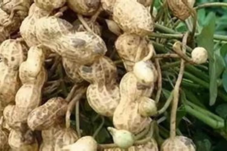 种花生底肥用什么肥 花生需要什么肥料才能高产