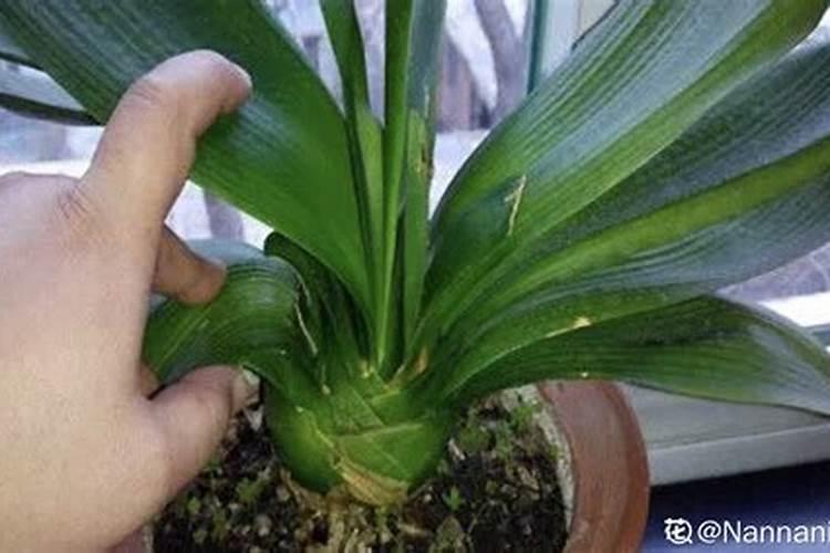腐植酸有什么作用？腐植酸肥料的使用标准是什么？