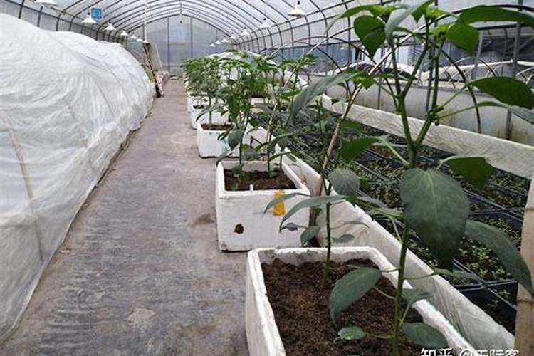 香蕉和芭蕉哪个含钾高