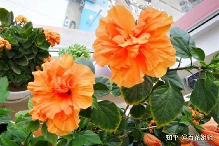 迎春花冬天施什么肥