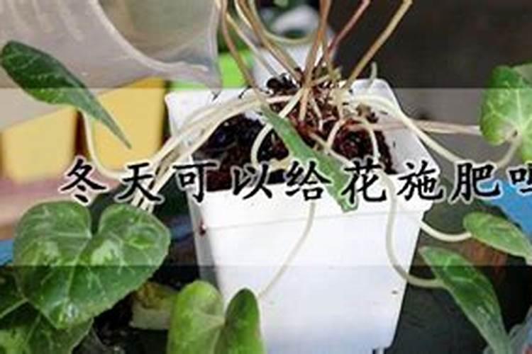 兰花冬季施什么肥