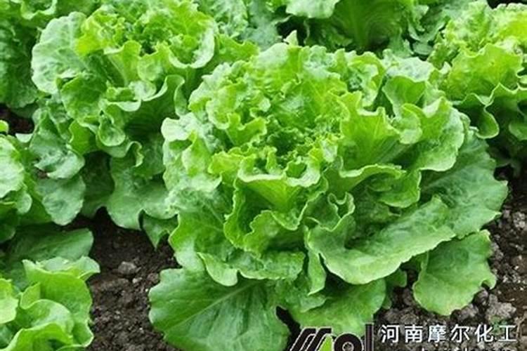 芥菜施肥用什么肥料
