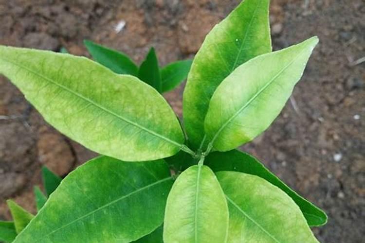 柑橘苗叶面肥施药方法