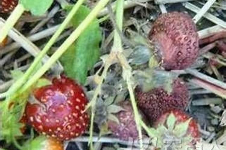 草莓出现僵果怎么解决？