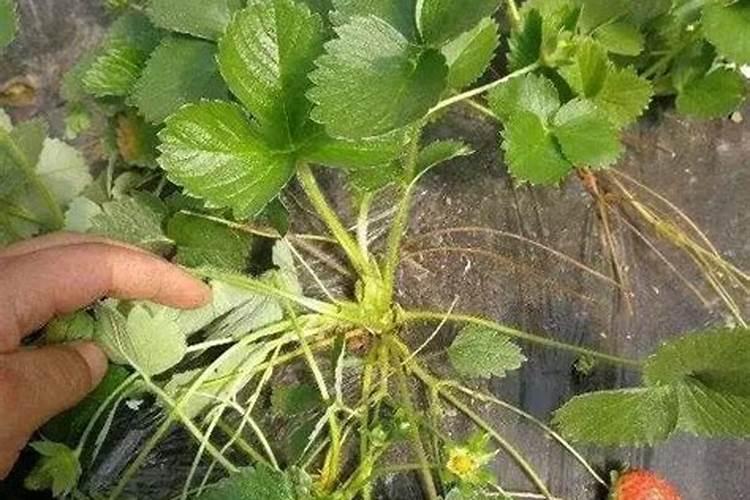 草莓果实畸形是哪些原因,请按条理列出,谢谢