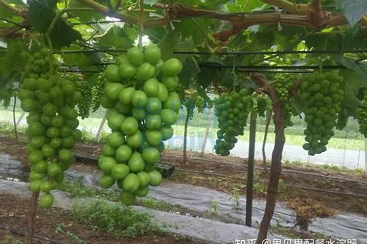 荔枝树用什么农药？