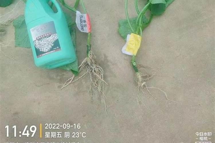 夏季高温果树开花有必要用生根养根肥？
