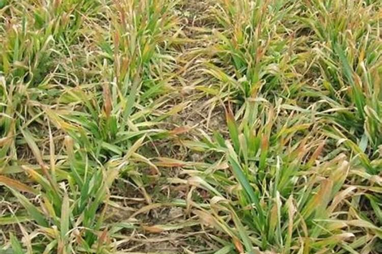 赤霉素、芸苔素、多效唑用法大汇总!