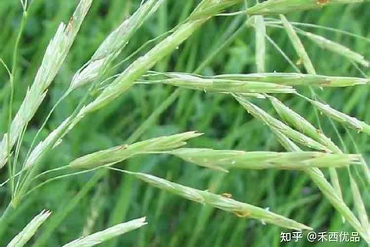葡萄花芽分化时应多施什么肥料