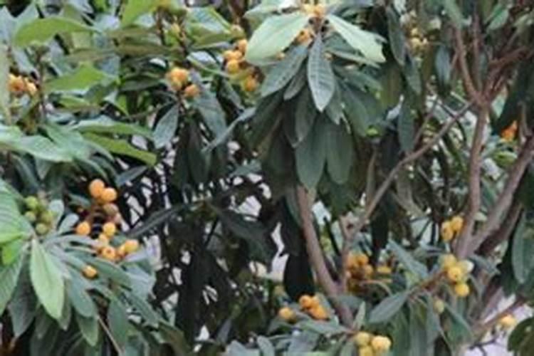小麦齐穗未杨花可不可以打药呢？