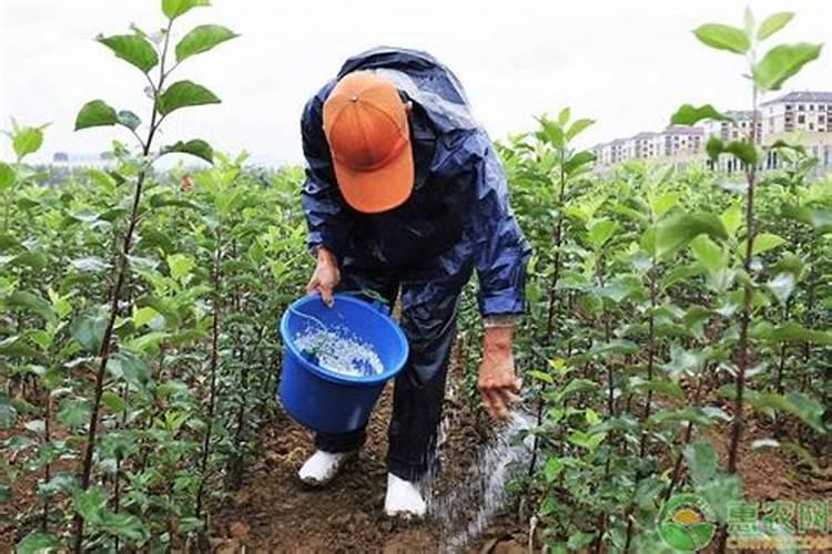 蓝莓施肥方法及注意事项 蓝莓施肥方法及注意事项有哪些