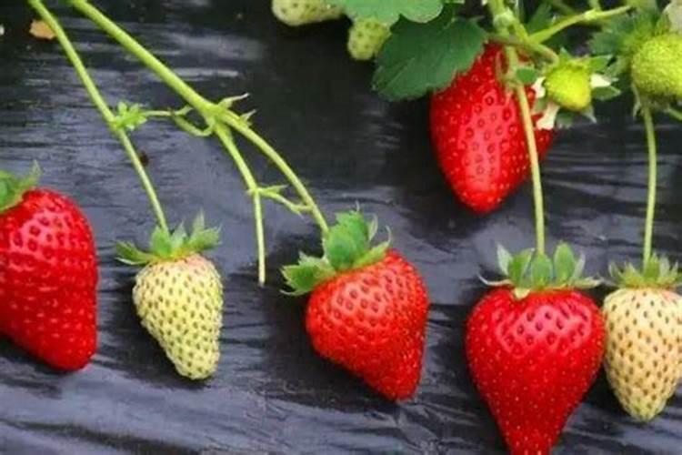 草莓叶片皱缩干枯怎么回事