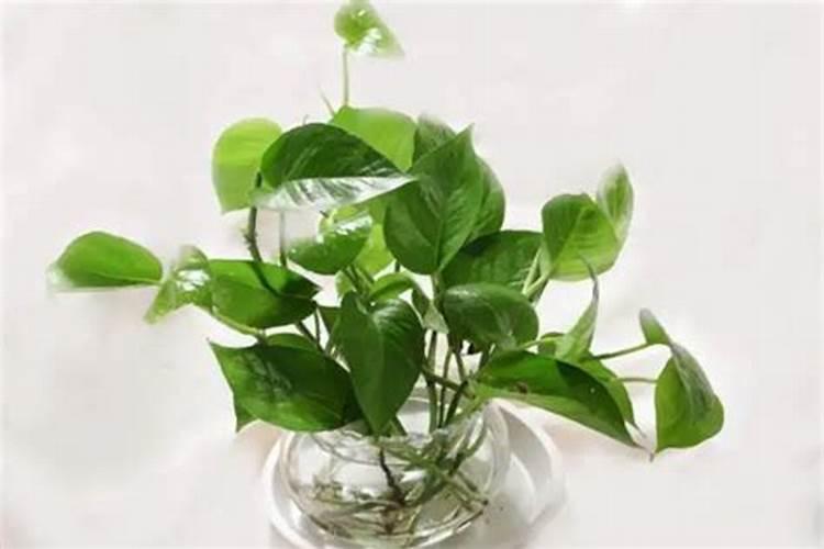 什么花用什么肥料;家里养的植物施什么肥