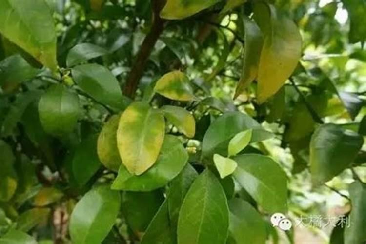 氯化钾复合肥适用作物
