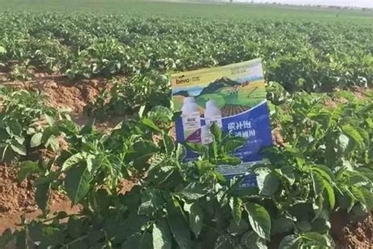 大豆开花期打什么叶面肥好 大豆用什么肥