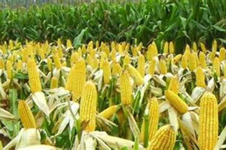 玉米底肥一次性施肥 氮磷钾 各用多少？