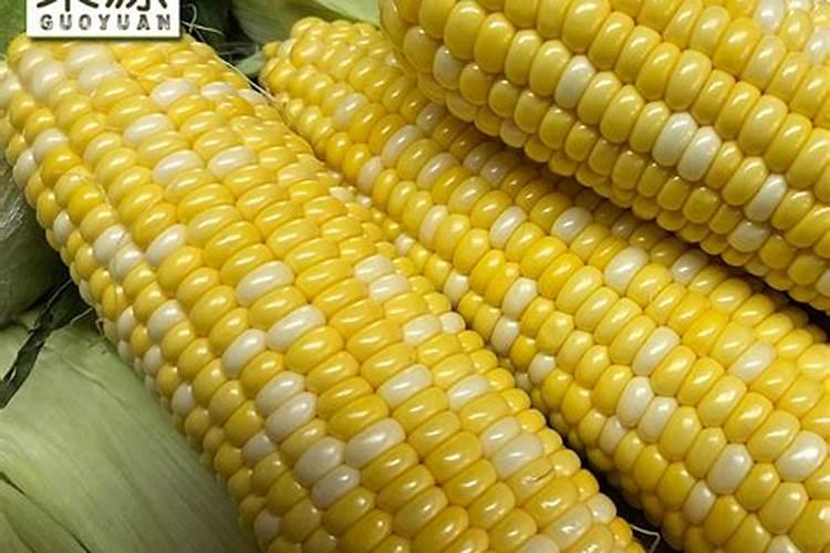 玉米钾肥的正确使用方法