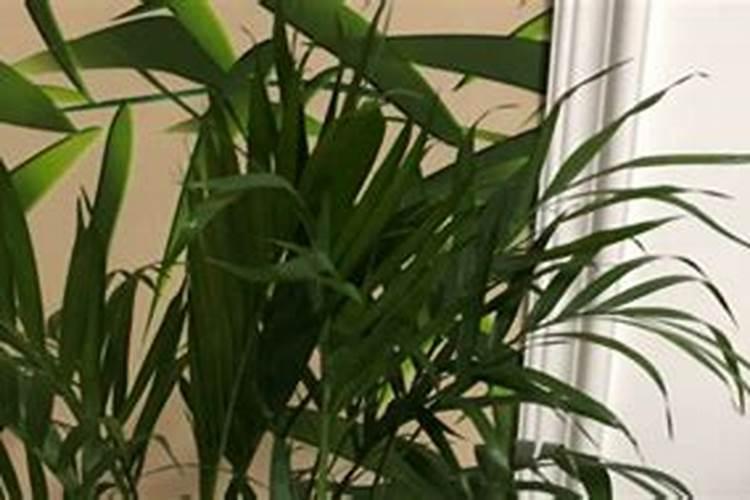 花生能使用尿铵氮肥吗(花生喷施肥料后卷叶怎么办)