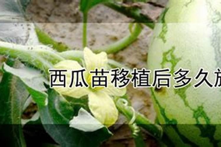 西瓜苗栽了三天能用叶面肥吗？