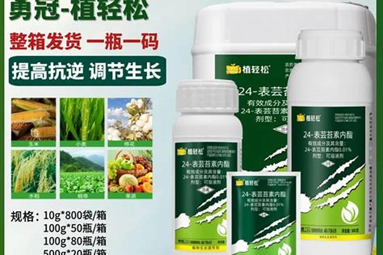 春季月季花施什么肥料最好