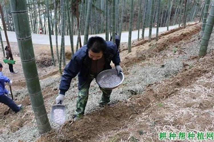 竹子不同用途应如何施肥？竹子施肥技巧是什么？