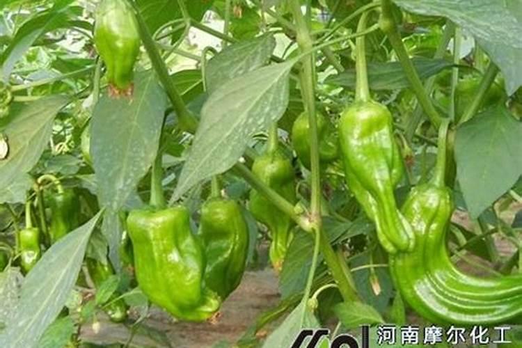 辣椒需肥规律及施肥技术 叶面肥多久喷一次