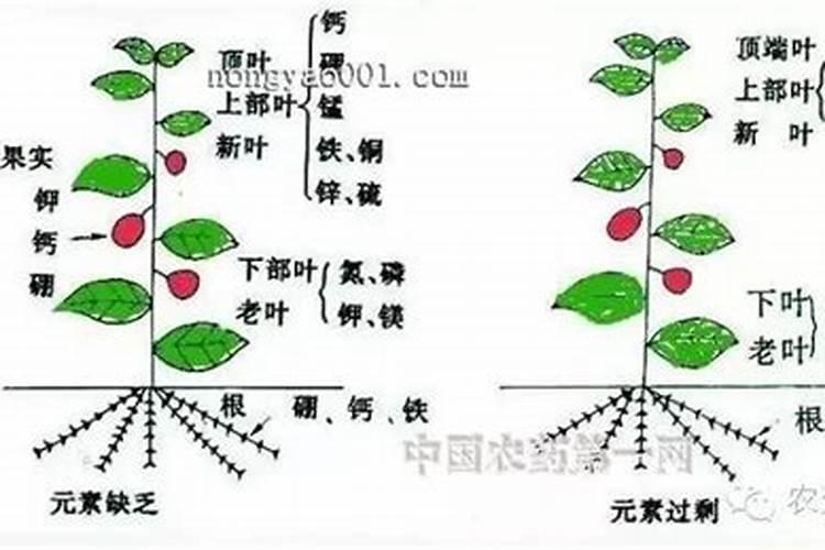 什么花需要钾肥