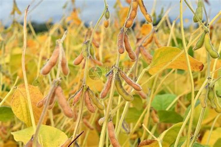 种植大豆的肥料用量每亩用氮磷钾各多少公斤是最合理的？